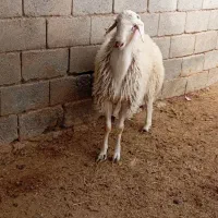 بره قوچی|حیوانات مزرعه|قلندر آباد, |دیوار