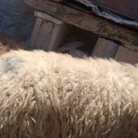 بز نر برای قوچ درجه یک