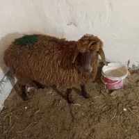 بره نر