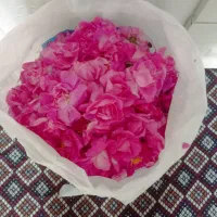 گل محمدی تازه  (یاش قزل گل)