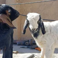 بزغاله ماده