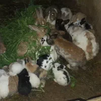خرگوش|موش و خرگوش|تایباد, |دیوار