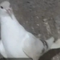 کفتر