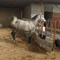 فروش مادیان کره ی پهلوان قدیری