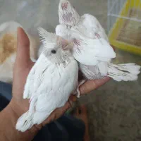عروس هلندی و گرینچیک