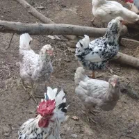 مرغ و خروس گلیم جوان