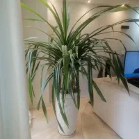 گل آپارتمانی سوسن عنکبوتی با گلدان سفالی بزرگ