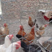 مرغ|حیوانات مزرعه|مهاباد (آذربایجان غربی), |دیوار