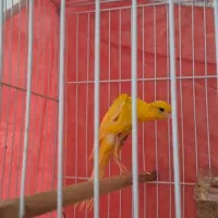 قناری نر ماده جیبر