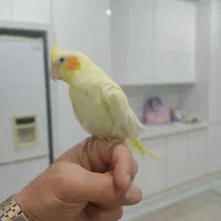عروس هلندی