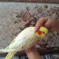 عروس هلندی کاملا دستی وبانمک