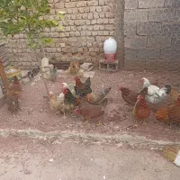 مرغ خروس محلی