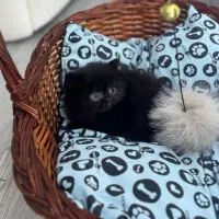 بریتیش بلک چشم آبی دوماهه