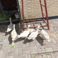 غاز