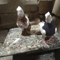 طوقی|پرنده|میاندوآب, |دیوار