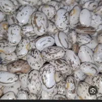 لوبیا چیتی دولتی