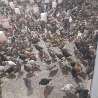 جوجه ۲۰روز گلپایگان