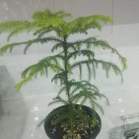کاج طبقاتی