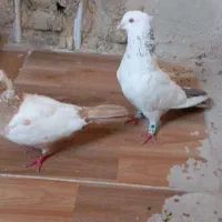 نرو ماده دمبی نوک چشم سفید