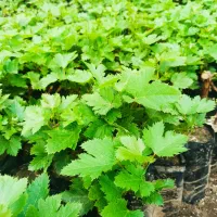 فروش بهترین و با کیفیت تربت نهال گلدانی انگور