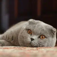 گربه اسکاتیش لیلاک جنسیت نر