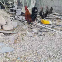 خروس()