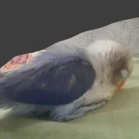 کوتوله گ.م شده