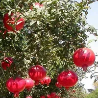 باغ-اناری-شهرضا-زیر-قیمت