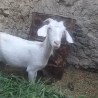 بز فروشی