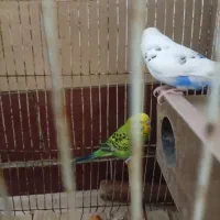 مرغ عشق