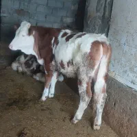 یک عدد گوساله