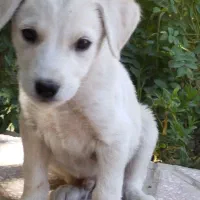 توله سگ سفید باهوش
