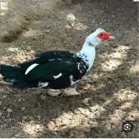 فروشی اردک اسرائیلی