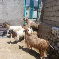 5عدد بز جوان کوک برای قصابی فروشی کیلویی