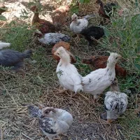 جوجه رسمی و گلپایگان ،کاکولی
