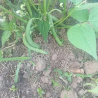 باقالی استانبولی