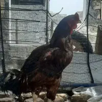 خروس لاری