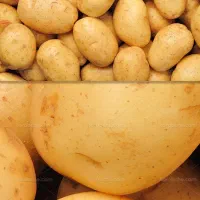 سیب زمینی بذری ۱۴۰۴