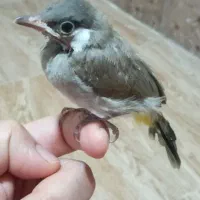 پرنده