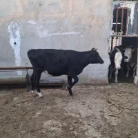 گوساله