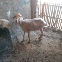 گوسفند ماده