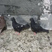 کفتر