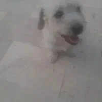 سگ پا کوتاه