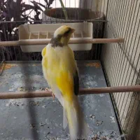 قناری نر قرص شلاقی بخون