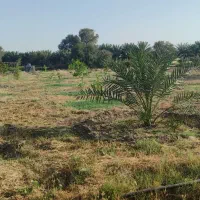 باغ ،فروش،یا معاوضه باخودرو