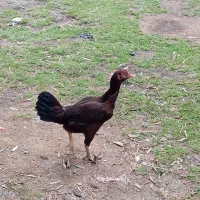 فروش مرغ خروس لاری