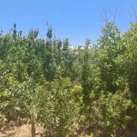 ویلا باغ تنگ چنار