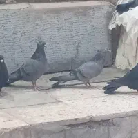 5 عدد کبوتر ماده کلایی