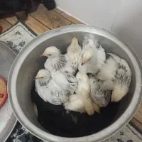 برهما‌مرغ‌وخروس