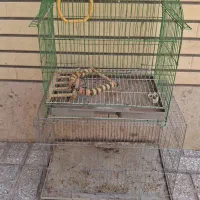 قفس پرنده